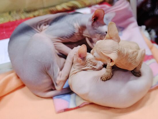 Pearl Cat Show international exhibition