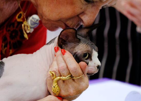 Pearl Cat Show international exhibition