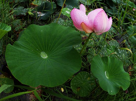Lotuses blooming in Primorye Territory