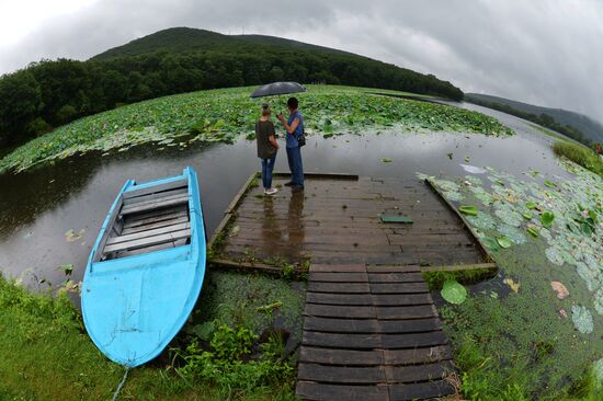 Lotuses blooming in Primorye Territory