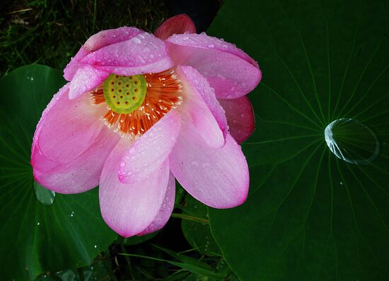 Lotuses blooming in Primorye Territory