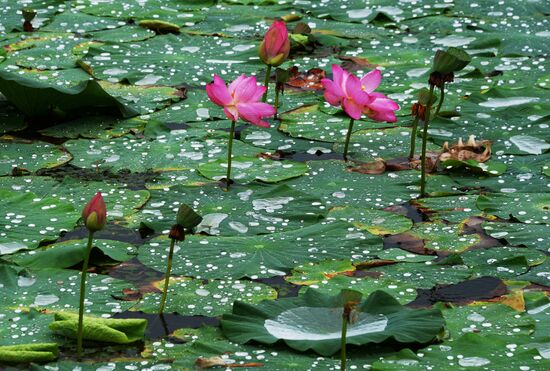Lotuses blooming in Primorye Territory