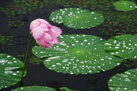 Lotuses blooming in Primorye Territory