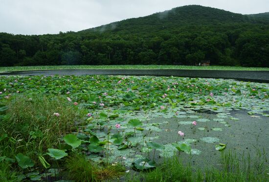 Lotuses blooming in Primorye Territory