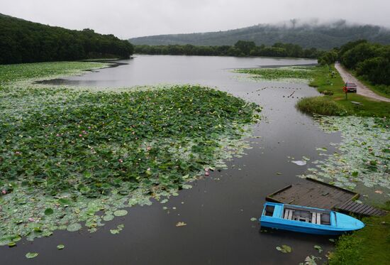 Lotuses blooming in Primorye Territory