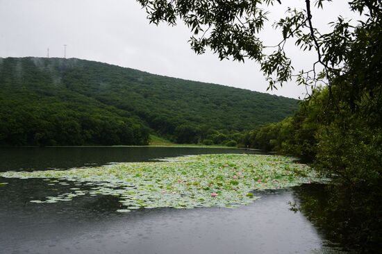 Lotuses blooming in Primorye Territory