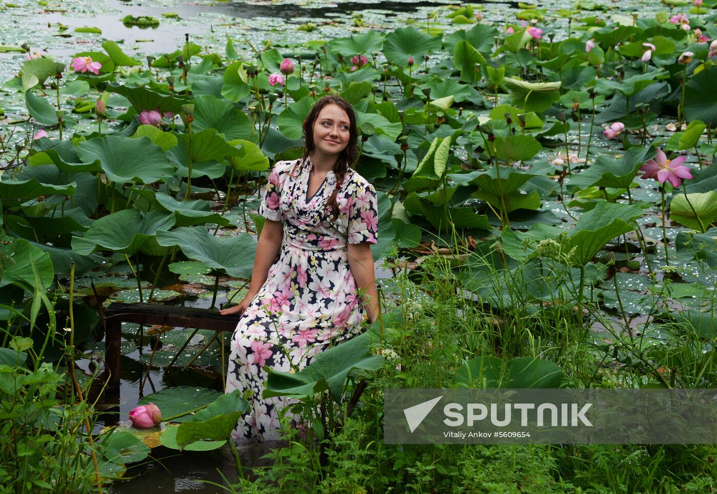 Lotuses blooming in Primorye Territory