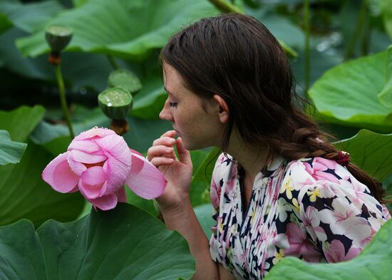 Lotuses blooming in Primorye Territory