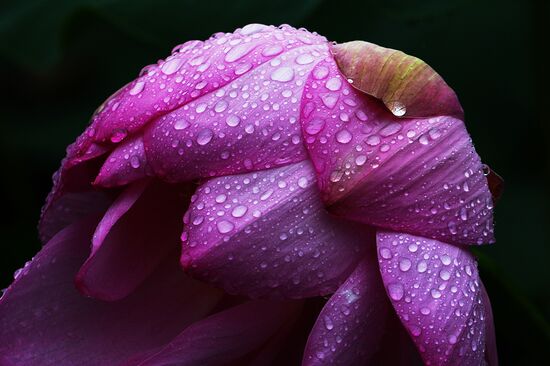 Lotuses blooming in Primorye Territory