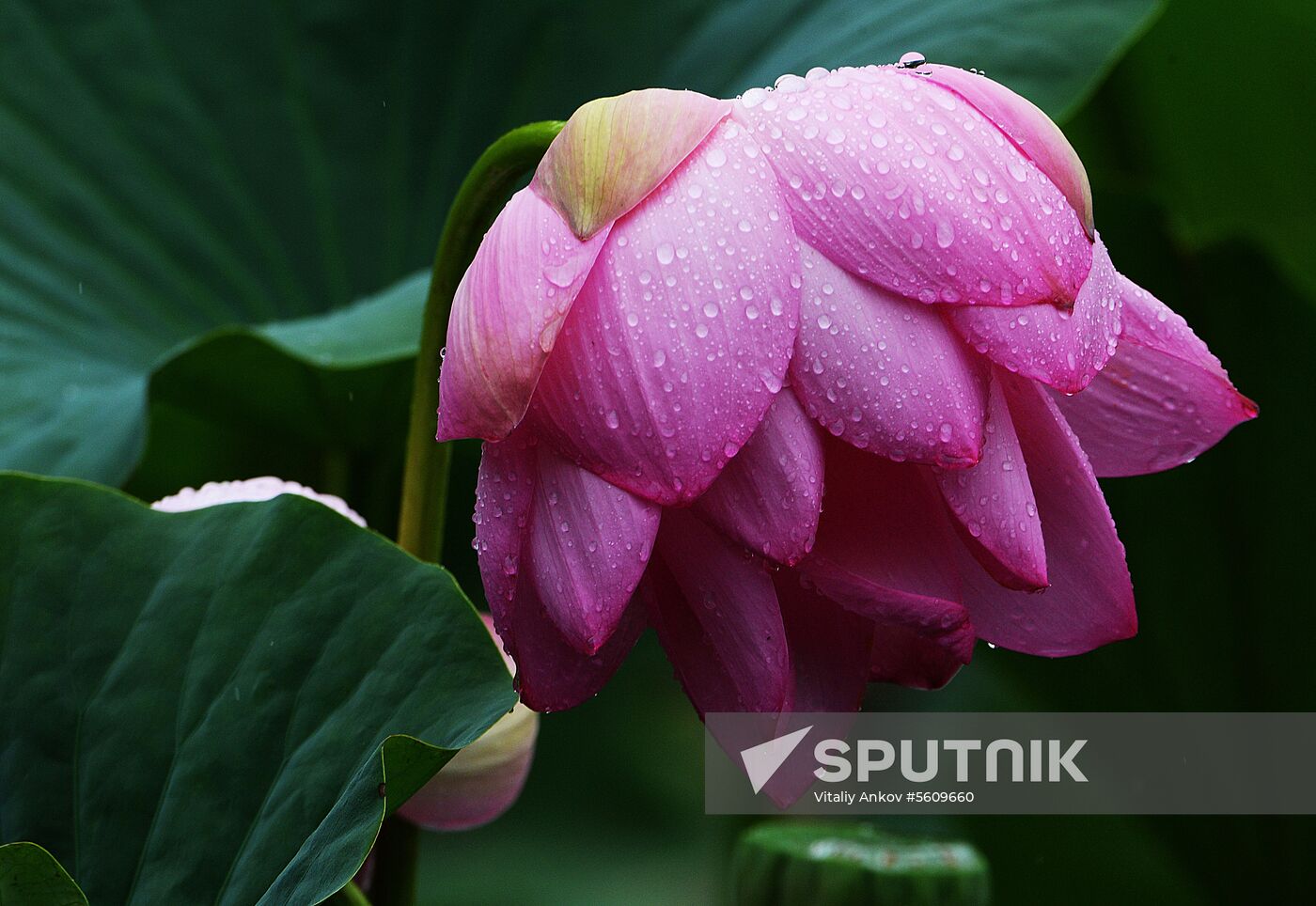 Lotuses blooming in Primorye Territory