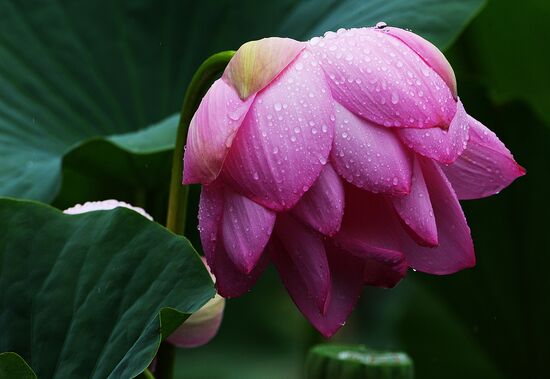 Lotuses blooming in Primorye Territory