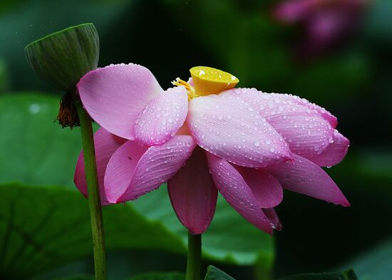 Lotuses blooming in Primorye Territory