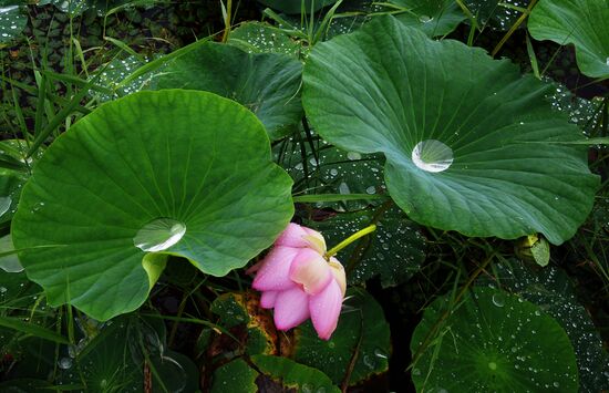 Lotuses blooming in Primorye Territory