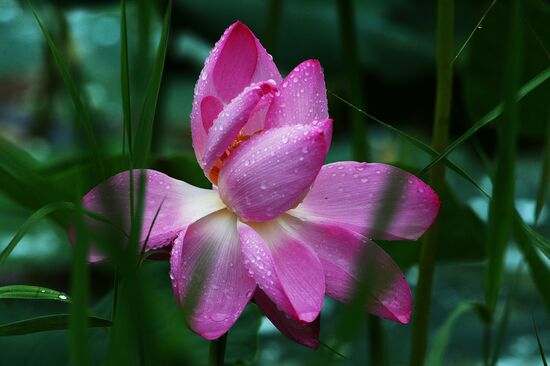 Lotuses blooming in Primorye Territory