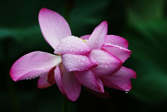 Lotuses blooming in Primorye Territory