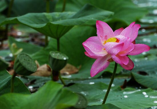 Lotuses blooming in Primorye Territory