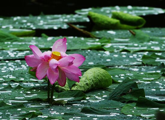 Lotuses blooming in Primorye Territory