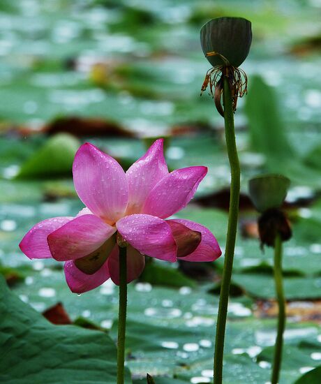 Lotuses blooming in Primorye Territory