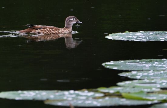 Mandarin duck