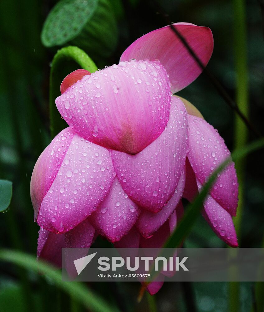 Lotuses blooming in Primorye Territory