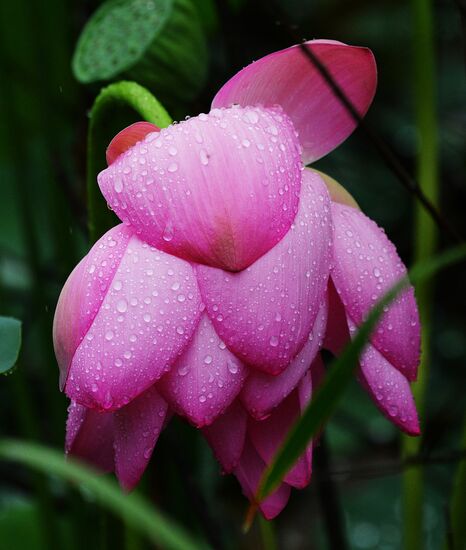 Lotuses blooming in Primorye Territory