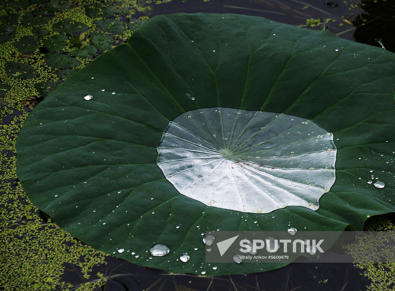 Lotuses blooming in Primorye Territory