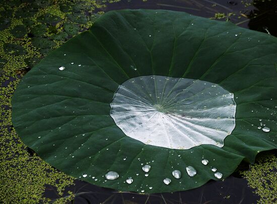 Lotuses blooming in Primorye Territory