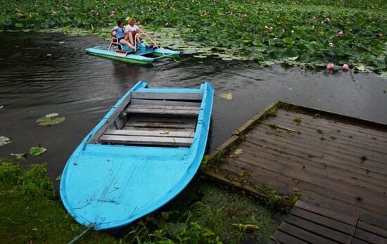 Lotuses blooming in Primorye Territory