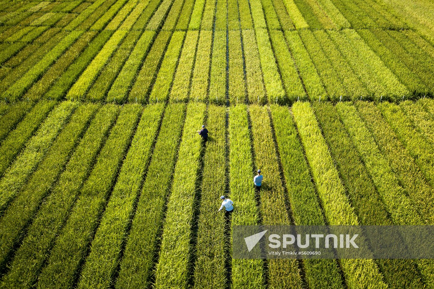 Growing rice in Krasnodar Territory