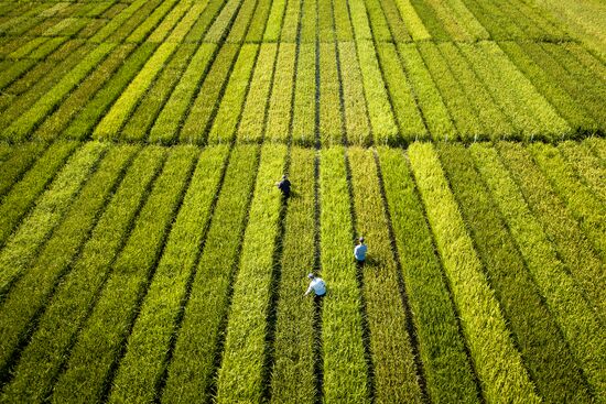 Growing rice in Krasnodar Territory