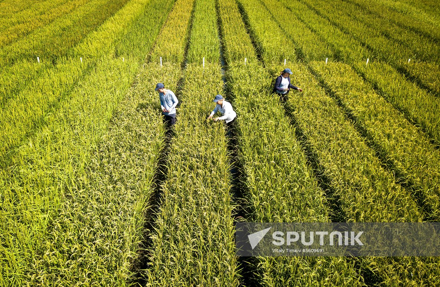 Growing rice in Krasnodar Territory