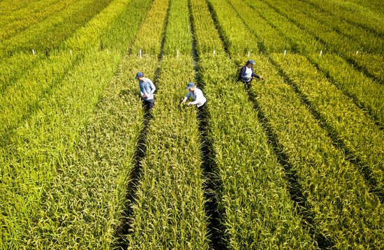 Growing rice in Krasnodar Territory