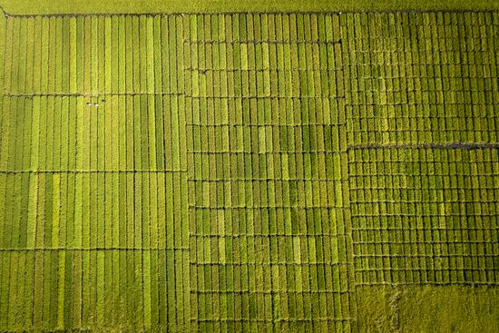 Growing rice in Krasnodar Territory