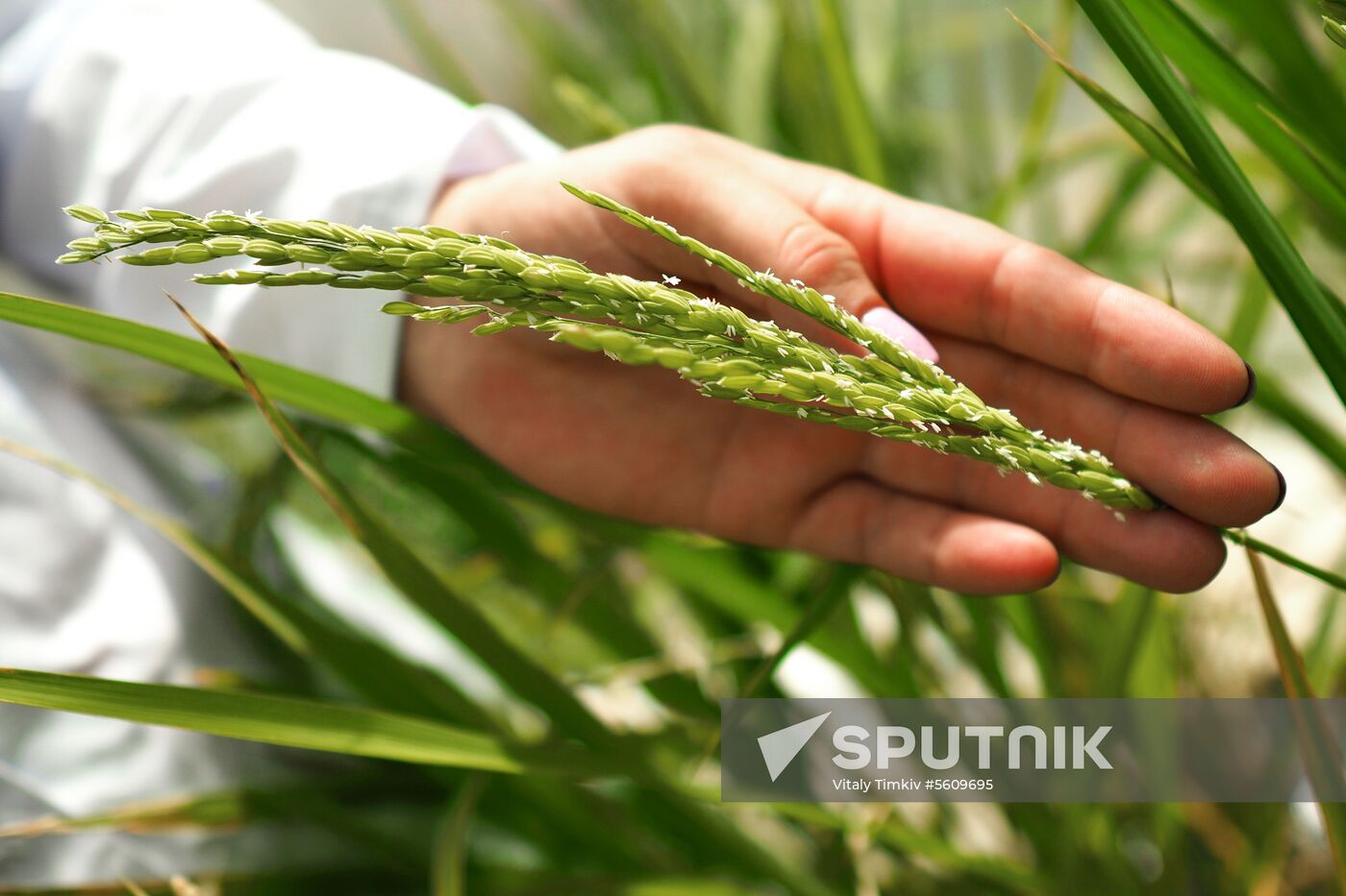Growing rice in Krasnodar Territory