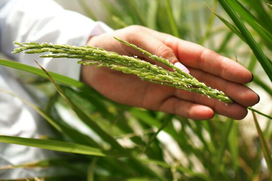 Growing rice in Krasnodar Territory
