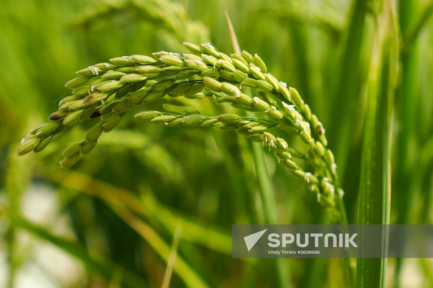 Growing rice in Krasnodar Territory