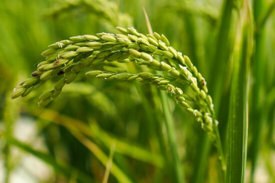 Growing rice in Krasnodar Territory