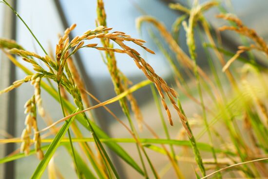 Growing rice in Krasnodar Territory