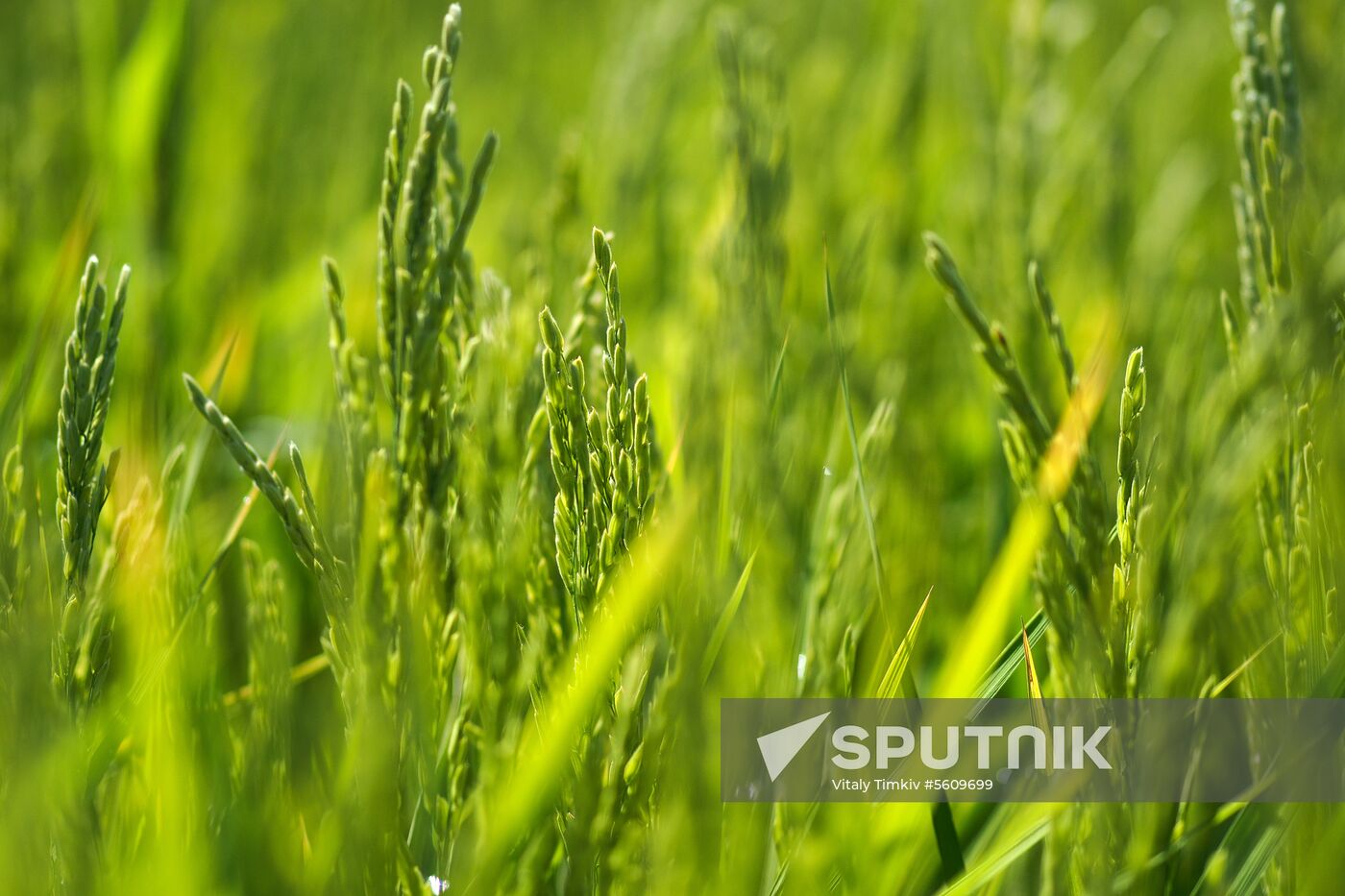 Growing rice in Krasnodar Territory