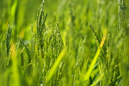 Growing rice in Krasnodar Territory