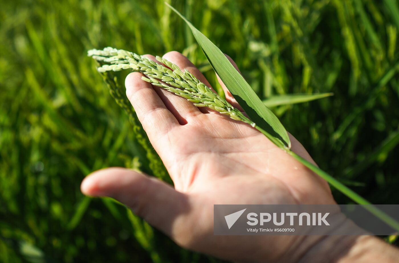 Growing rice in Krasnodar Territory