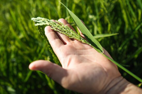 Growing rice in Krasnodar Territory