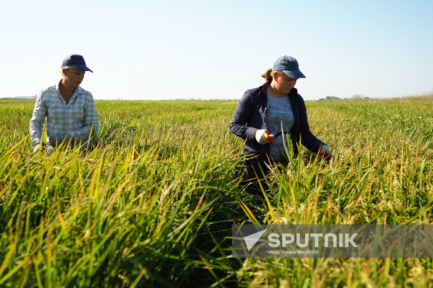Growing rice in Krasnodar Territory