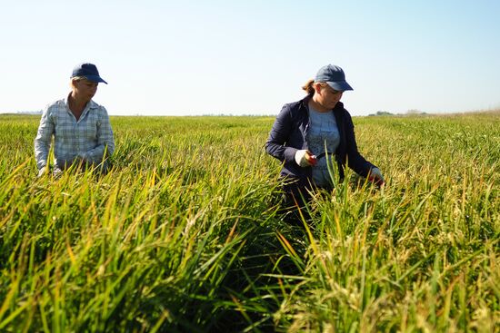 Growing rice in Krasnodar Territory
