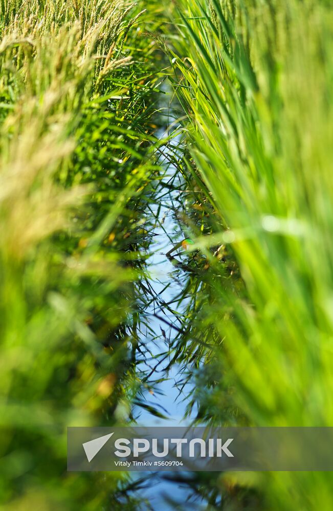 Growing rice in Krasnodar Territory