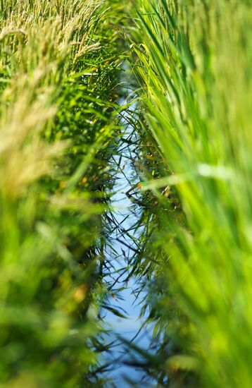 Growing rice in Krasnodar Territory