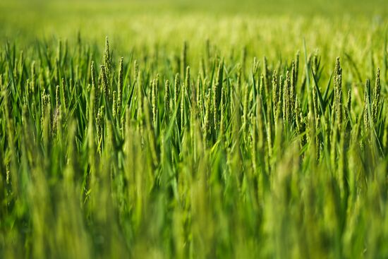Growing rice in Krasnodar Territory
