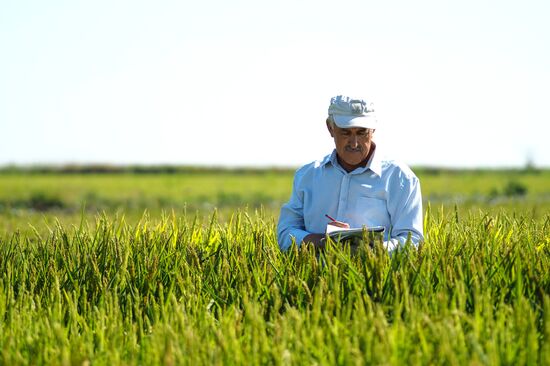 Growing rice in Krasnodar Territory