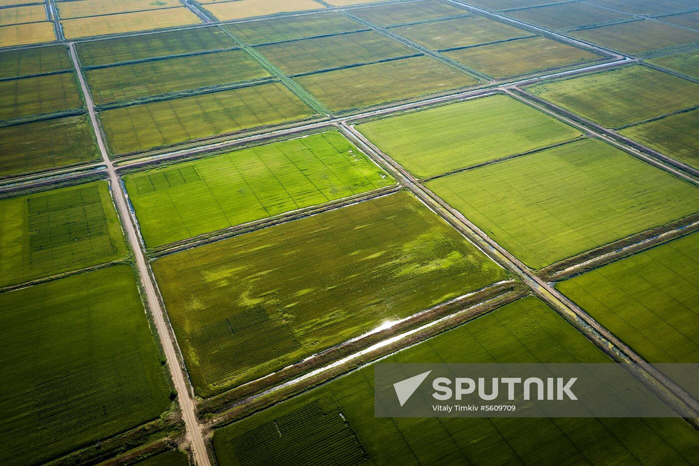 Growing rice in Krasnodar Territory