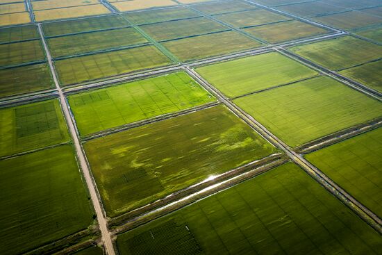 Growing rice in Krasnodar Territory